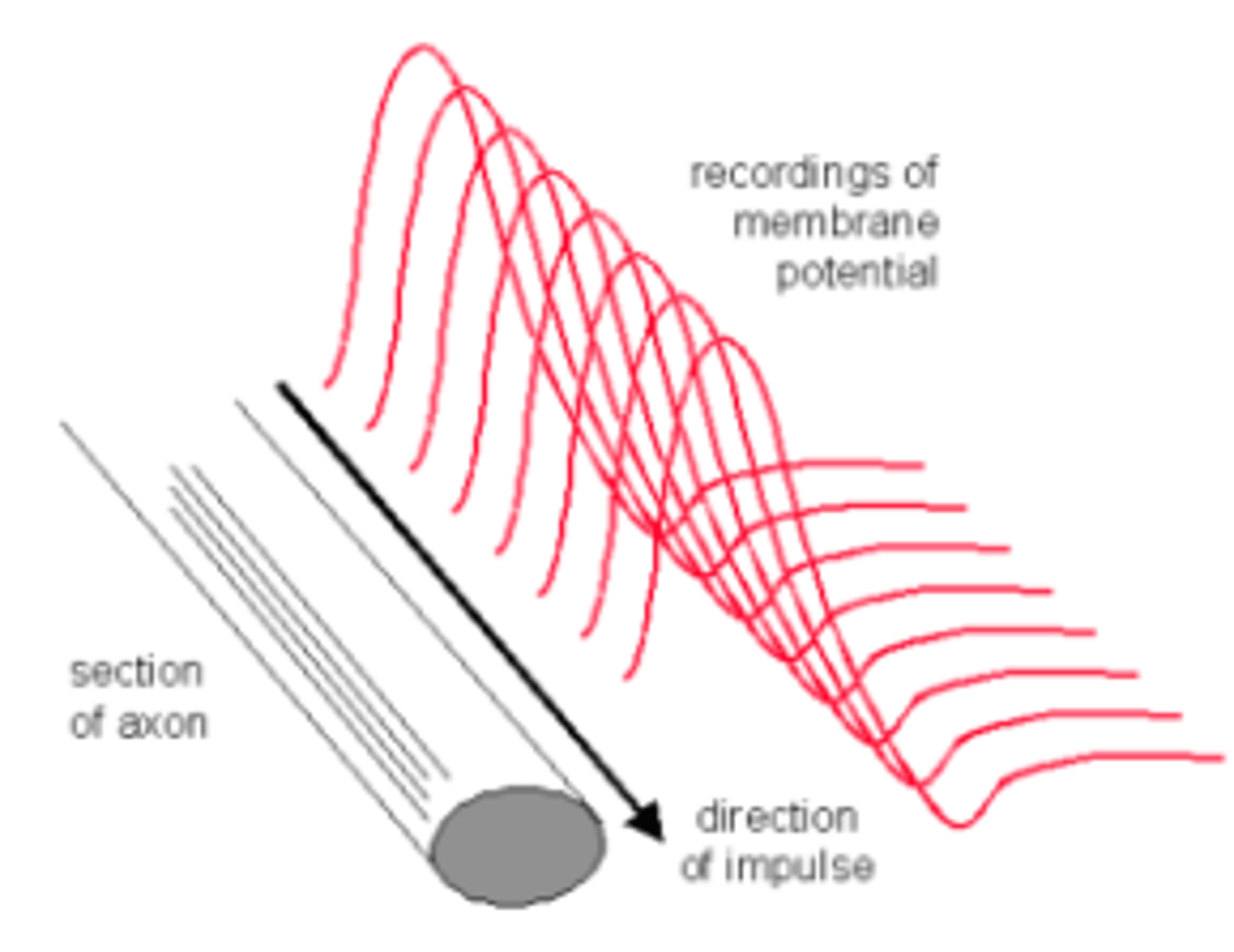 <p>1. Axon at RMP<br>2. Activation of stretch receptor opens voltage-gated Na+ channels<br>3. Local depolarization of membrane causes adjacent voltage-gated Na+ channels to activated<br>4. New action potential generated in adjacent membrane<br>5. Action potential only travels in one direction due to refractory period</p>