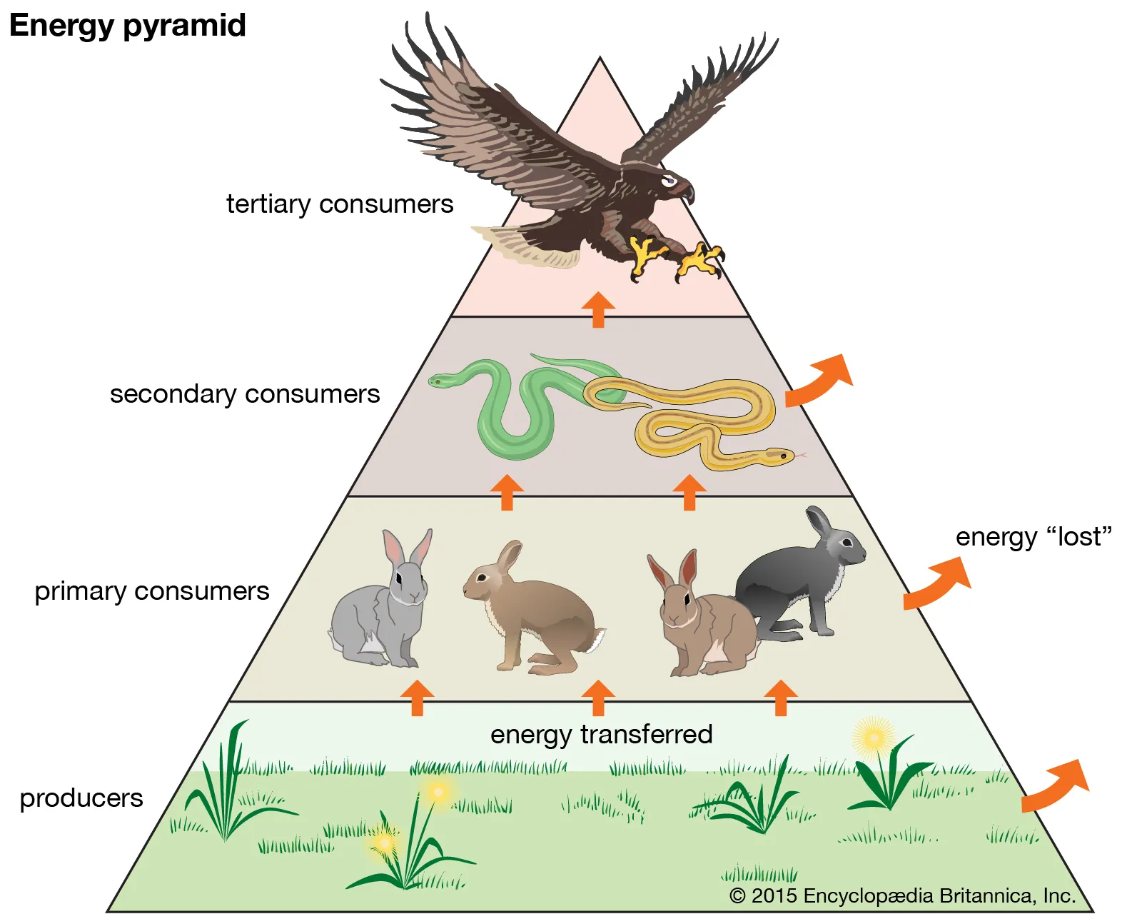 <p>-quaternary consumers (carnivores)</p><p>-tertiary consumers (carnivores)</p><p>-secondary consumers (carnivores)</p><p>-primary consumers (herbivores)</p><p>-primary producers (plants)</p>