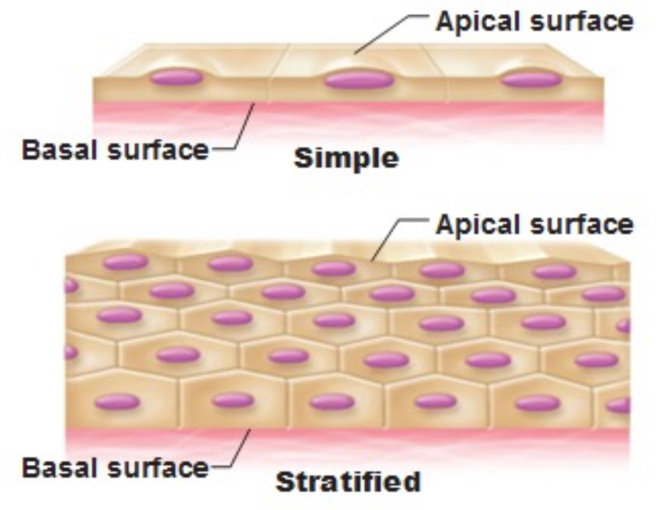 <p><span><strong>What are the different surfaces of the epithelial tissue? Define each layer. Recognize each layer on an image:</strong></span></p>