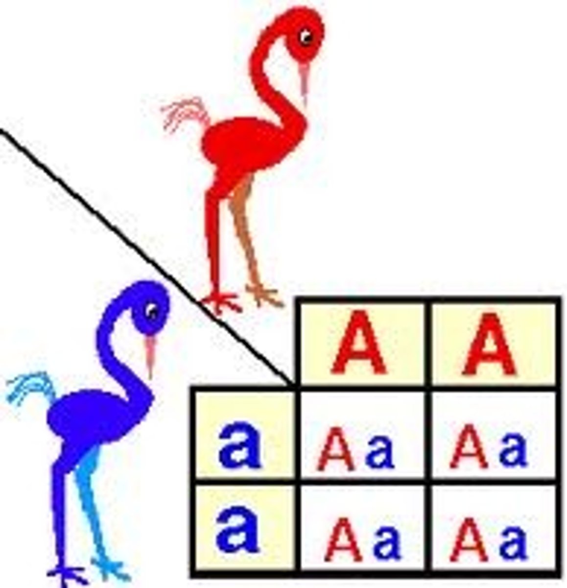 <p>100% heterozygous.</p>