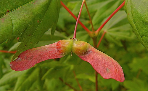 one seeded, with a wing