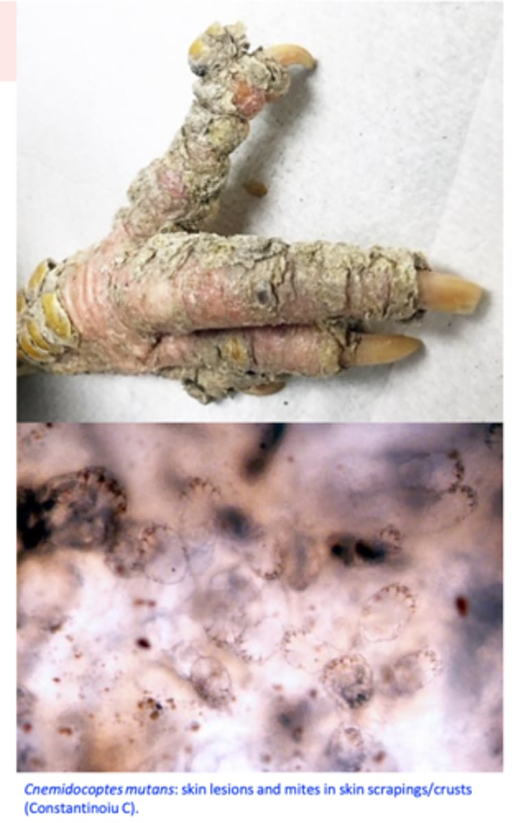 <p>Clinical signs;</p><p>Identification of the mites in scrapings of the skin with lesions;</p>