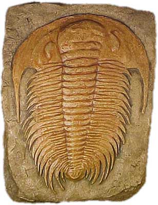 <p>Trilobites, which are extinct ancestors to crustaceans and insects </p><p>More include Nautiloids molluscs with straight shells that later curled into nautilus </p>