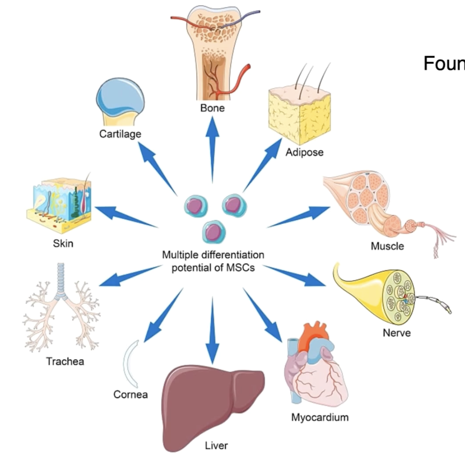 <p>An adult stem cell <strong>(multipotent)</strong> which is able to differentiate into many types of musculoskeletal cells.</p><p><em><u>Where is it found?</u></em></p><ul><li><p>Bone marrow</p></li><li><p>Umbilical cord</p></li><li><p>Amniotic fluid</p></li></ul><p><em><u>When does it differentiate?</u></em></p><p>When stresses are placed on the body. Certain types of stresses cause different cell differentiation</p>