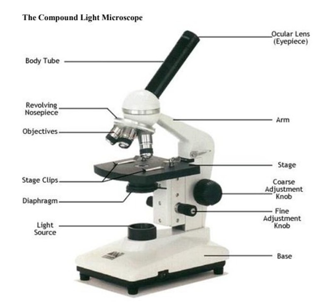 <p>Compound light microscope has more than one lens. Light is focused through lenses and magnifies the specimen.</p>
