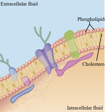 <p>Amphipathic steroid that maintains proper membrane fluidity</p><ul><li><p>Almost 1 molecule of cholesterol per molecule of phospholipid</p></li></ul><p></p>