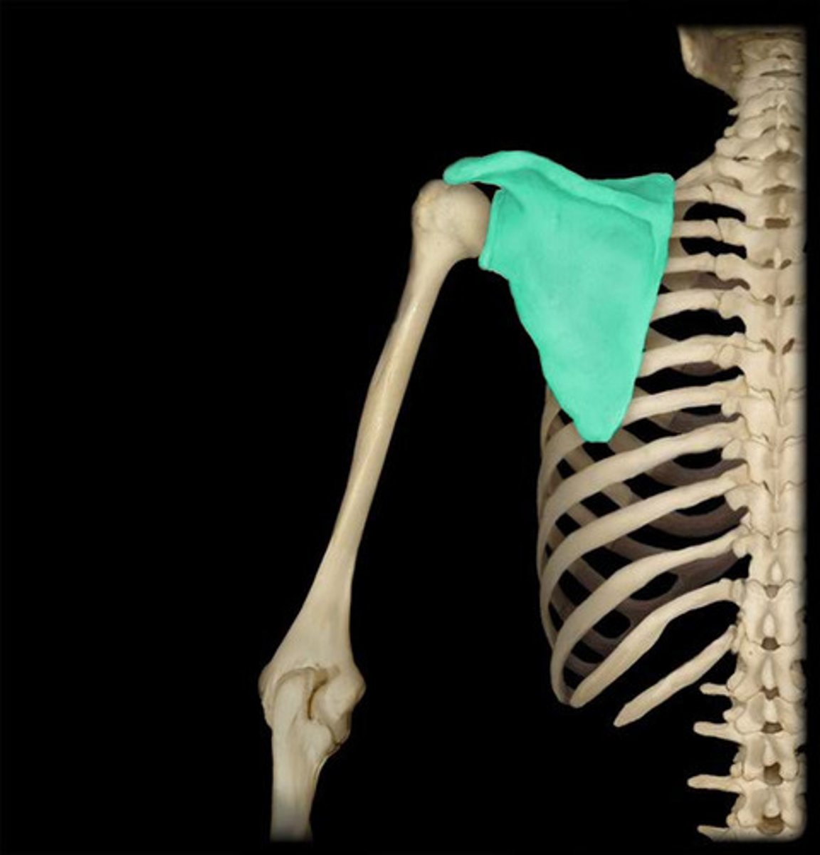 <p>Shoulder girdle bone that has no attachment to the axial skeleton</p>