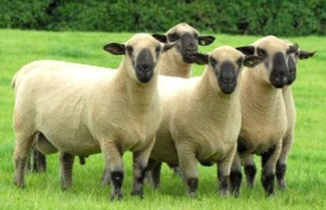 <p>What breed is this?</p>