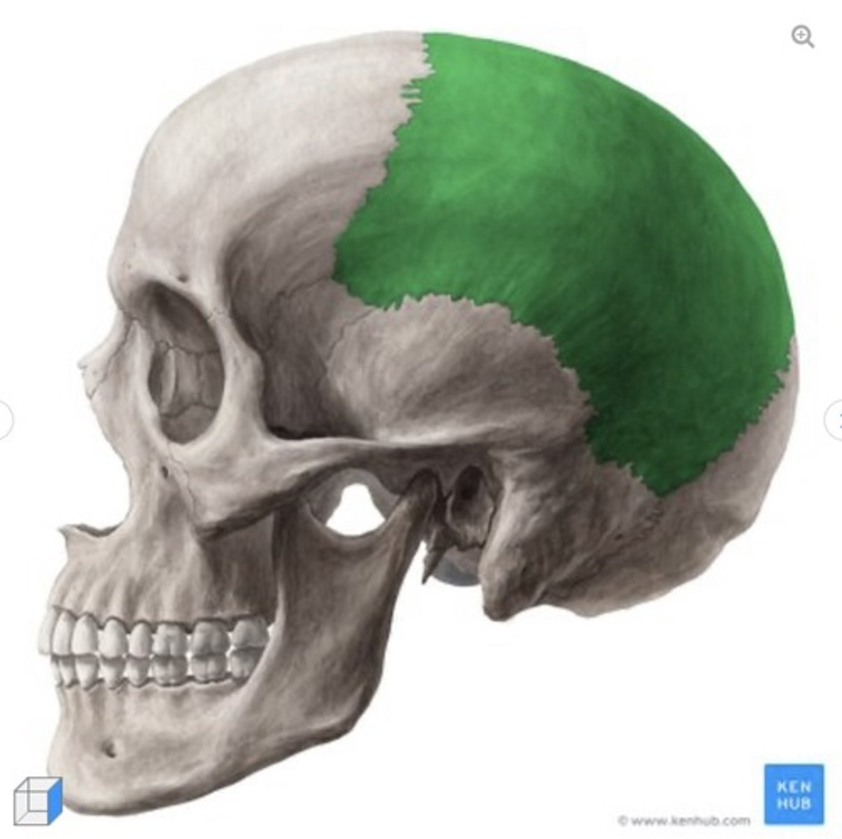 <p>what bone is this?</p>