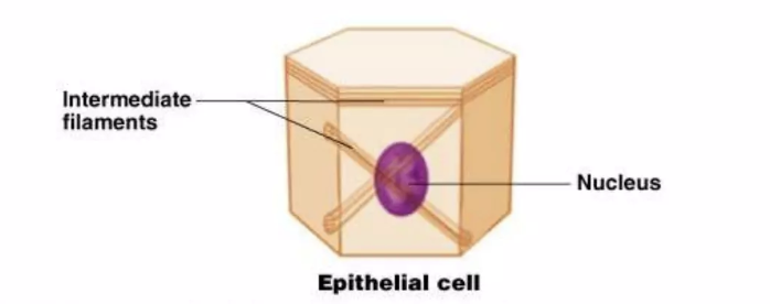 <p>epithelial cells</p>