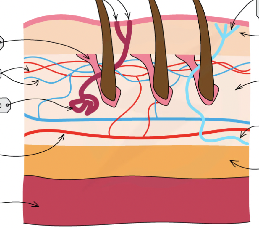 <p>identify in the image the hairs, hair erector muscles, sweat glands, receptors, sensory neurones, blood vessels and fatty tissues  </p>