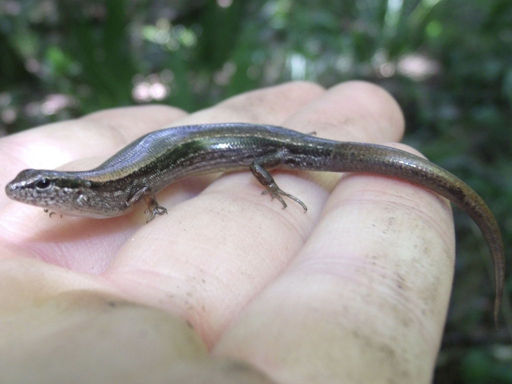 <p>Little Brown Skink/Ground Skink, live in C to SE USA, lateral brown line along sides</p>