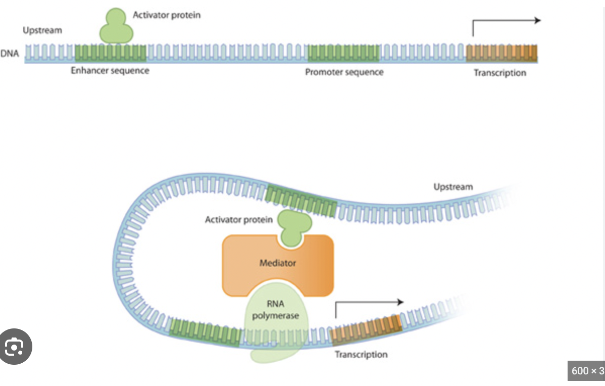 <p>operator - the repressor binds to the operator</p><p>promoter - the activator binds to the promoter and RNA polymerase also binds to the promoter but needs the activator so that it can actually copy the DNA</p><p>enhancer - activators bound to the enhancer region need mediators so that it can help speed up transcription </p>