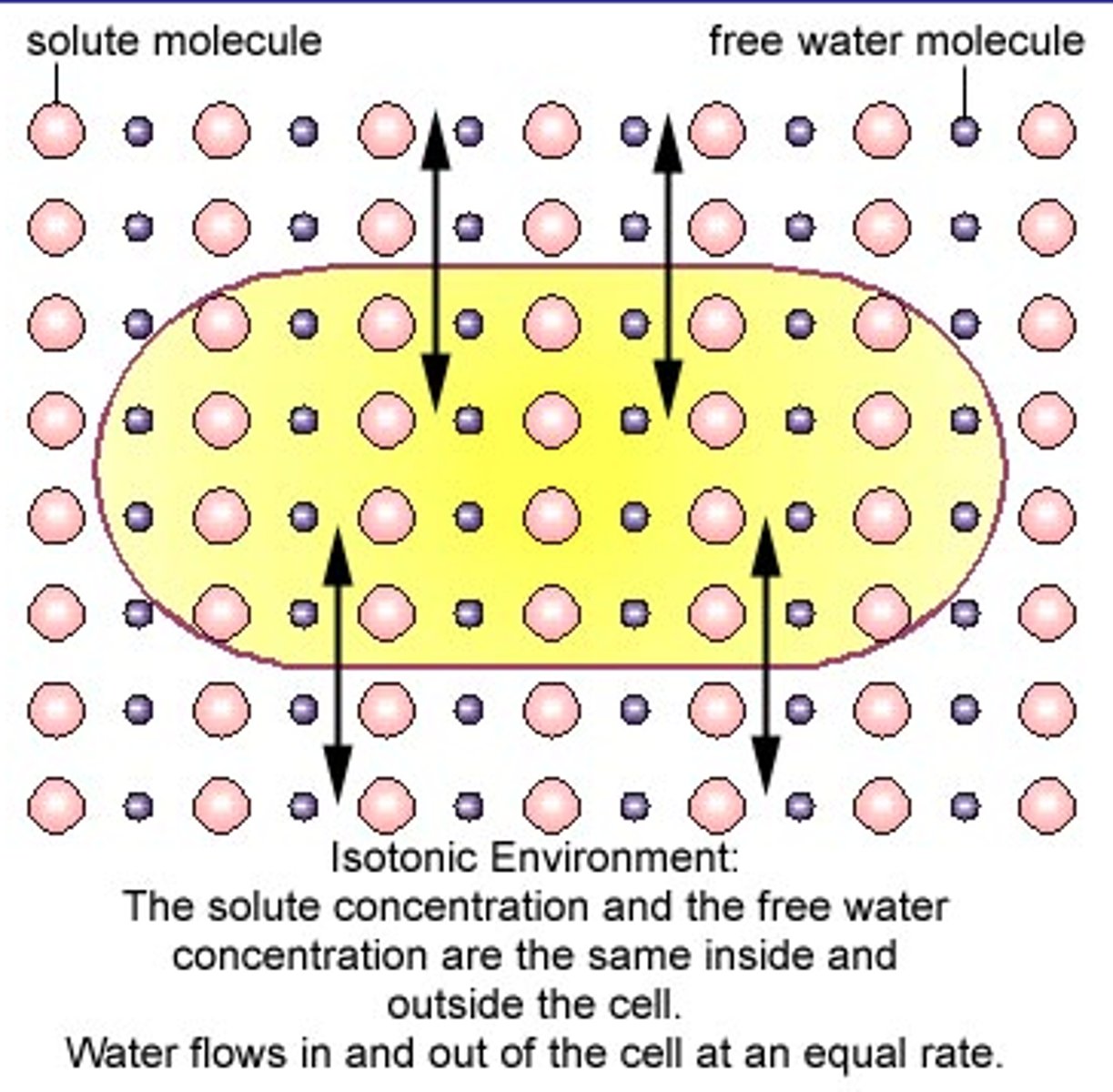 <p>The water concentration OUTSIDE the cell is EQUAL the water concentration INSIDE the cell</p>