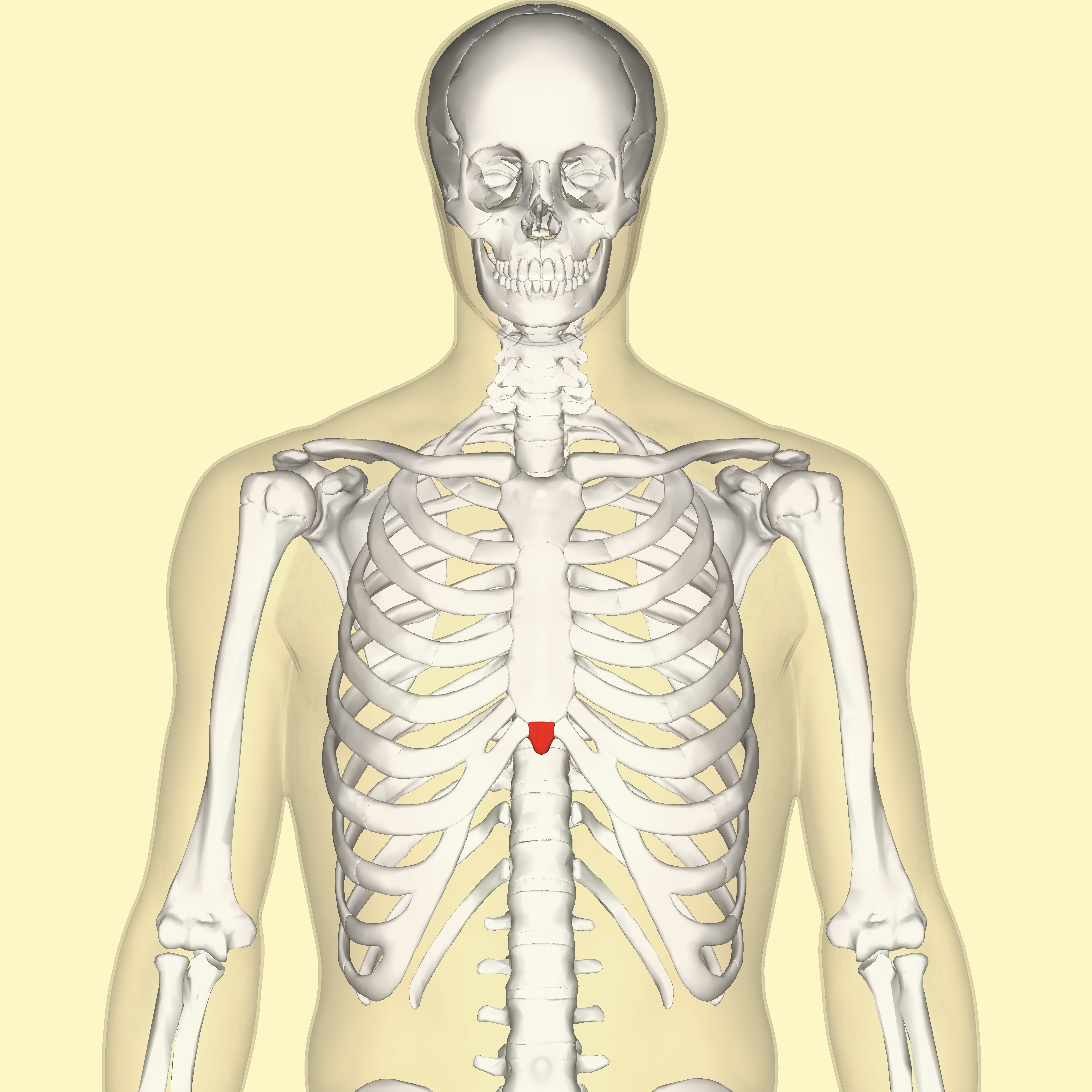 <p>What is the pointy part of the sternum</p>