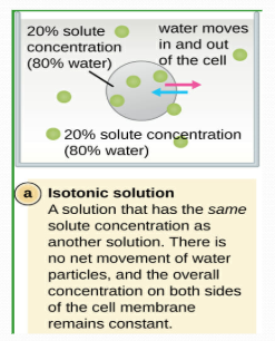 <p><span style="background-color: transparent;"><span>Solute concentration is the same as that inside the cell; no net water movement across the plasma membrane; solute= solute</span></span></p><p></p>