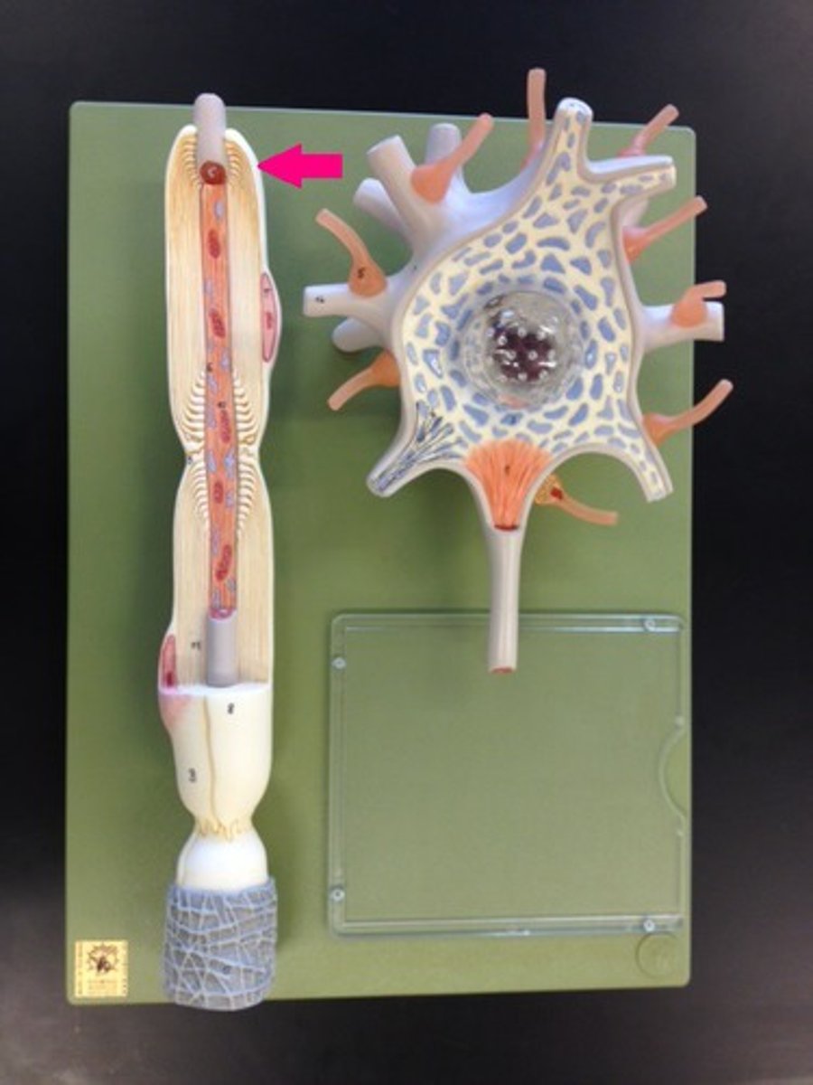 <p>only part of PNS myelin sheaths, formed by nucleus and cytoplasm of Schwann cell that gets pushed to outside</p>
