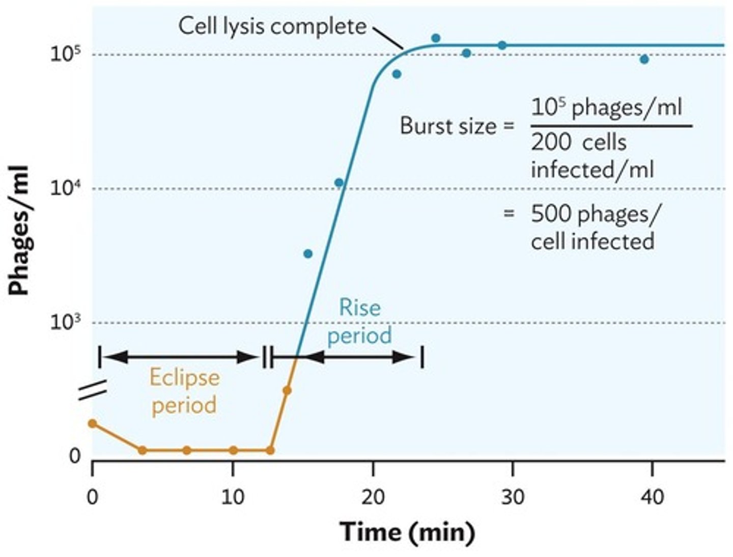 <p>Phase where phage particles begin to appear.</p>