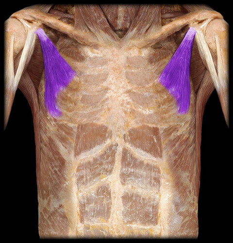 term image