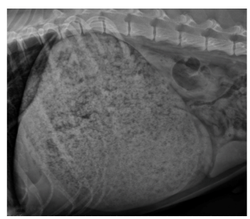 <p>Clinical vomiting syndromes </p>