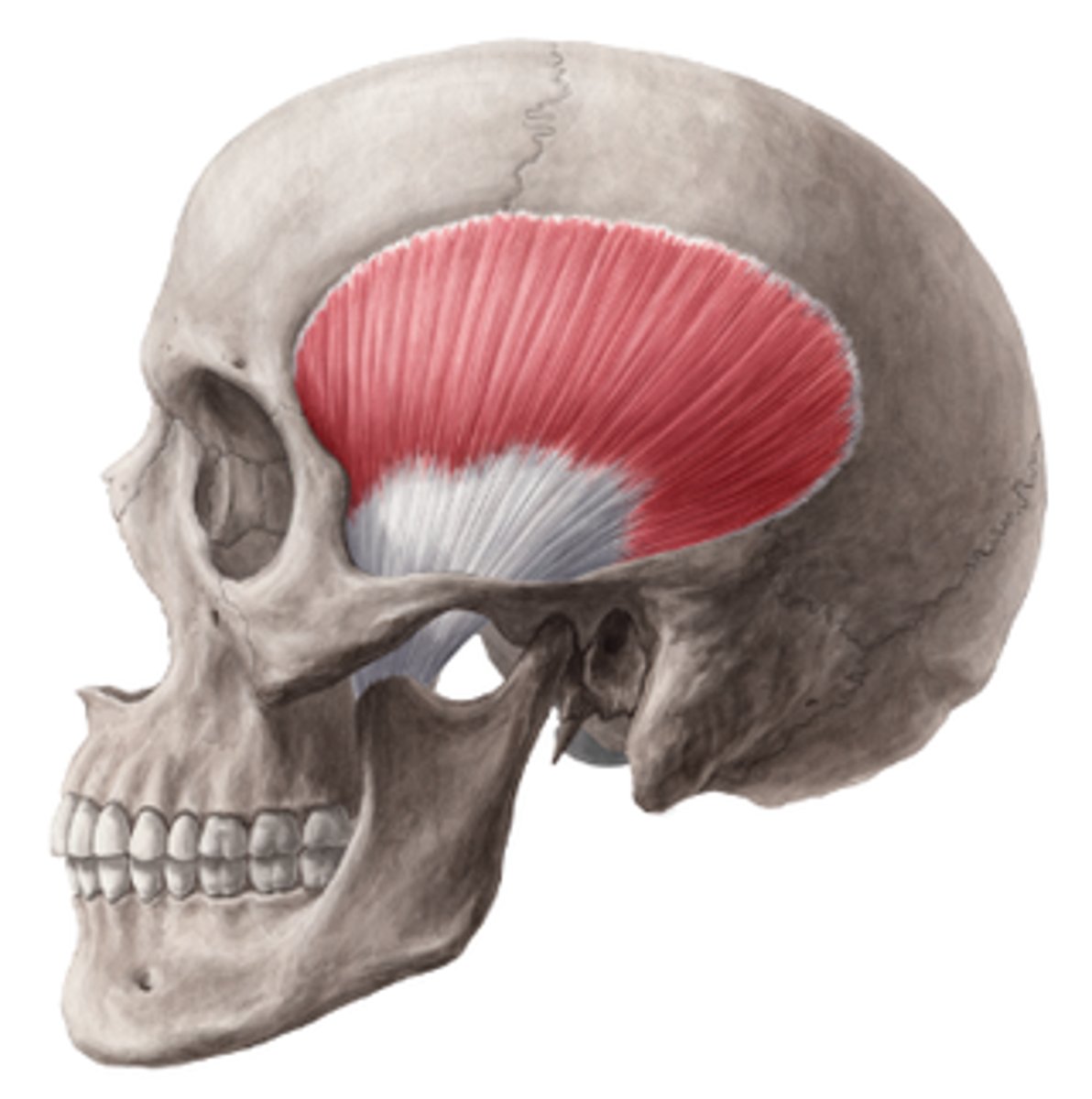 <p>Ursprung - fossa temporalis</p><p>Fäste - processus coronoideus</p><p>Funktion - anteriora delen höjer uk och posteriora delen drar uk bakåt</p>