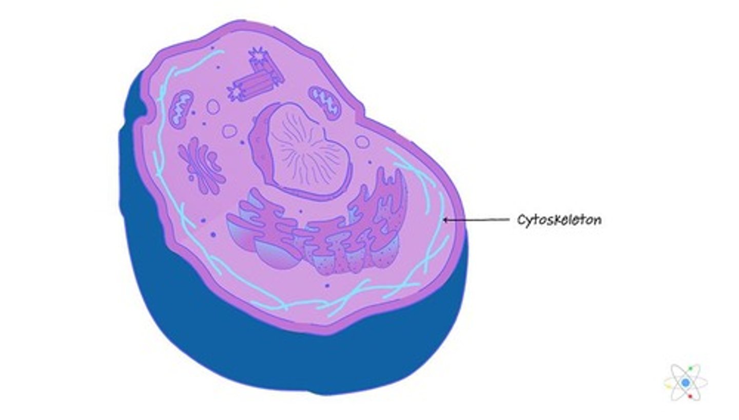 <p>provides cell structure, helps with cell division, allows organelles to move</p>