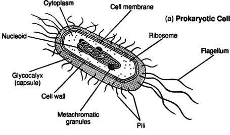 <p>Prokaryote Cells</p>
