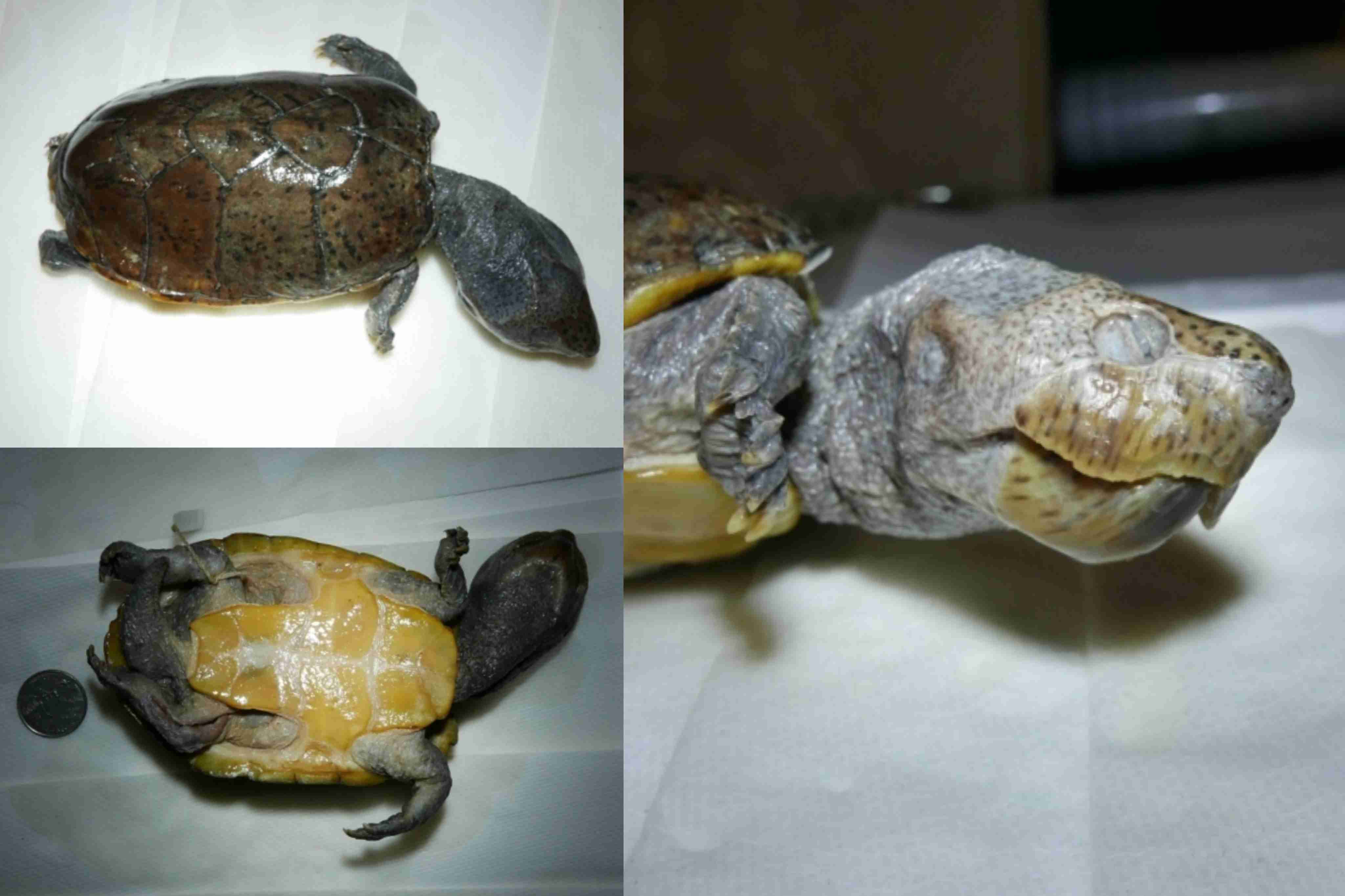 <p>What is the family and scientific name for this turtle?</p>