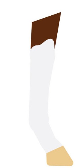 <p><span style="background-color: transparent;">White extends above the knee</span></p>