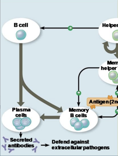 <p>The branch of acquired immunity that involves the activation of B cells and that leads to the production of antibodies which defend against bacteria</p>