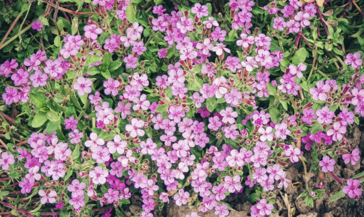Flower 227