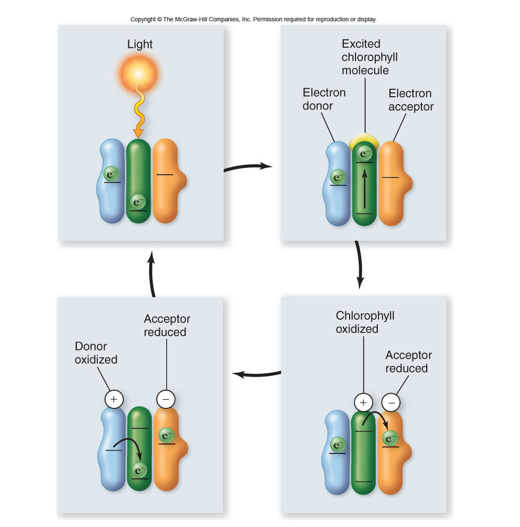 <p>→ een foton nodig om aan de axeptor te geven</p><p>1) licht werkt in op het chlorofyl</p><p>2) chlorofyl moleculen krijgt een electron gebonden op zich</p><p>3) chlorofiel oxideert en geeft zijn electron af aan de electronen acceptor, die het electron reduceert</p><p>4) de electronendonor oxideert en geeft een electron af aan het chlorofyl  </p>