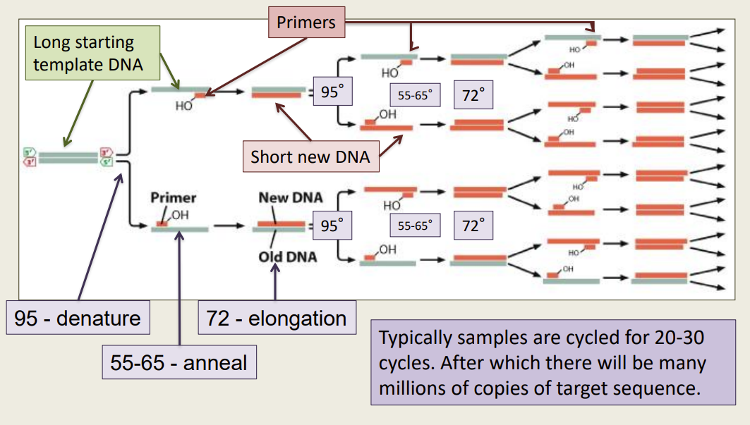 PCR reaction is cycled through 3 temperatures over and over. For most of the cycles the number of copies of your target DNA is doubled in copy number. (exponential amplification happens 2x)
1. 95°--->Denature- Hydrogen bonds disrupted – ssDNA
2. 55-65°--->  Anneal- Primers anneal to target sequence
3.72°---> Elongation- Taq polymerase synthesizes new DNA