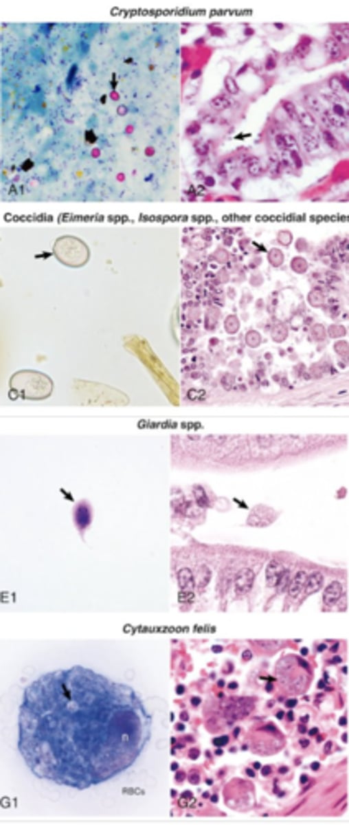 <p>What broad group of pathogens does these images indicate ?</p>