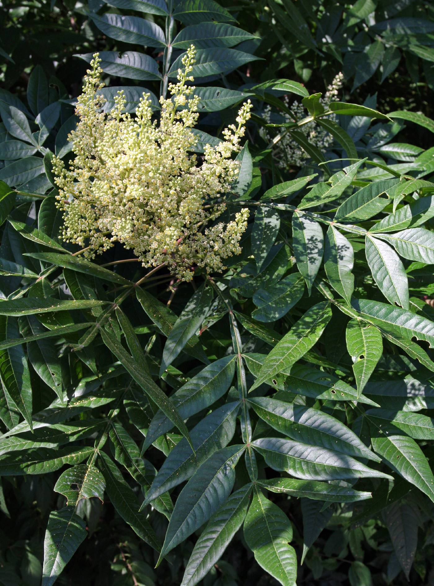 <p>shrub</p><p>-winged leaf stalk between leaflets</p><p>-alternate to pinnately compound leaves</p><p>-hairy-stalked leaves</p><p>-reddish brown and hairy buds </p>