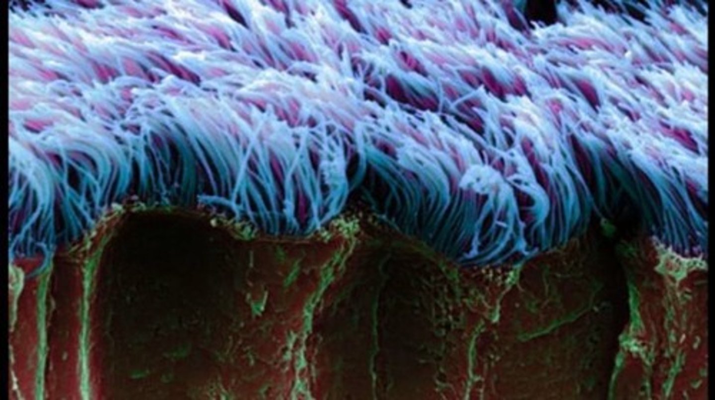 <p>Ciliated epithelia move materials across their surface, such as in the lining of the trachea and oviducts.</p>
