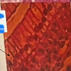 <p>What tissue is this?</p>