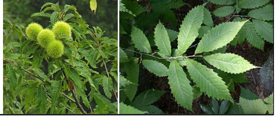 <p>Fagaceae</p><p>Castanea dentata</p>