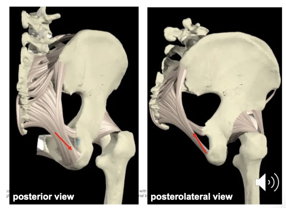 <p>It attaches the sacrum to the tuberosity of the ischium and prevents anterior displacement of the sacrum.</p>