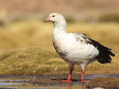 <p>Family: Anatidae</p>