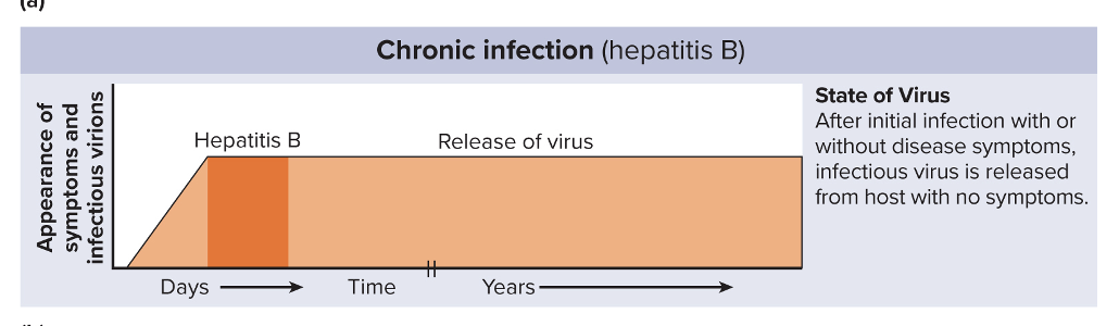 <p>Continuous production of the virus</p><ul><li><p>Symptoms can be short in duration, but cells are still infected and you still continue to produce and release viruses for a long time</p></li></ul><p></p>