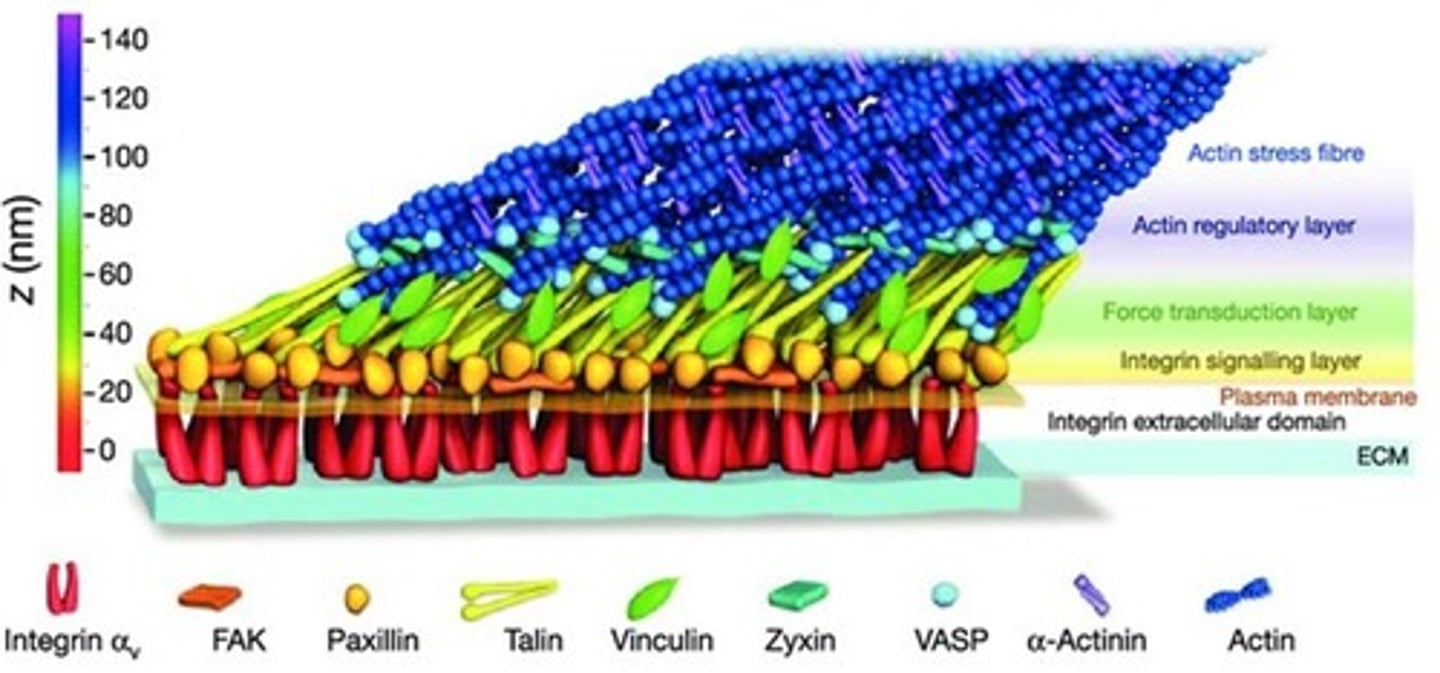 <p>Integrins are ECM receptors that mediate cell adhesion to the extracellular matrix.</p>