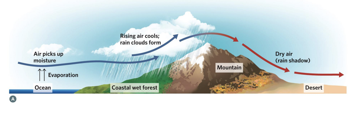 <p>Formation of a rain shadow. As warm, moist air is forced to higher elevations over a mountain, it expands, cools, and loses its water as rain. On the back side of the mountain, air that has become cold and dry descends, warms, and absorbs water from the land surface, producing dry conditions.</p><p></p><p>Satellite view of a rain shadow formed by the Sierra Nevada mountains between California and Nevada, with ground-level photographs in inserts. Wind from the west creates moist forests and lakes on the windward side of the mountains, while the leeward east side is dry and parched.</p>