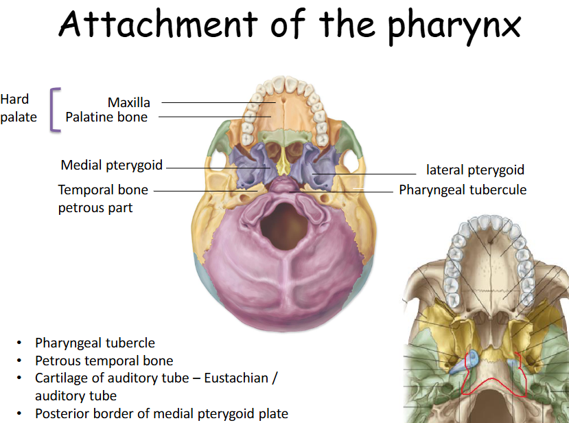 <p>Pterygomandibular raphe, Lesser and greater horns of the hyoid, Posterior border of thyroid cartilage, Side of cricoid cartilage, Medial plate of pterygoid, Pterygoid hamulae, Stylohyoid ligament, Oblique line, Cricothyroid muscle, Cricoid cartilage </p>