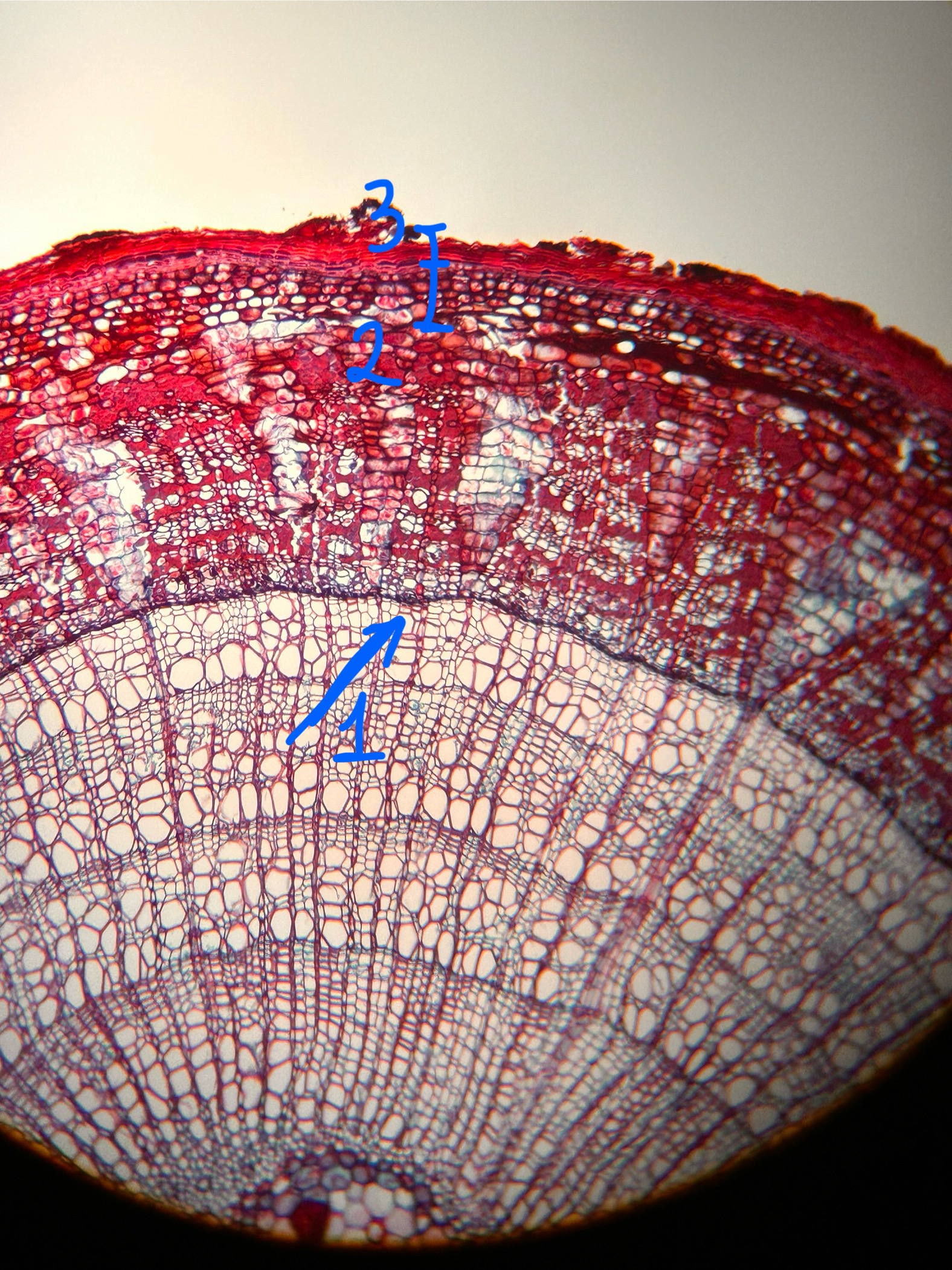 term image