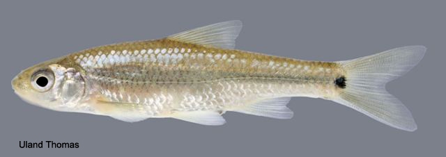 <p>Spottail shiner; conspicuous black spot on caudal fin</p>