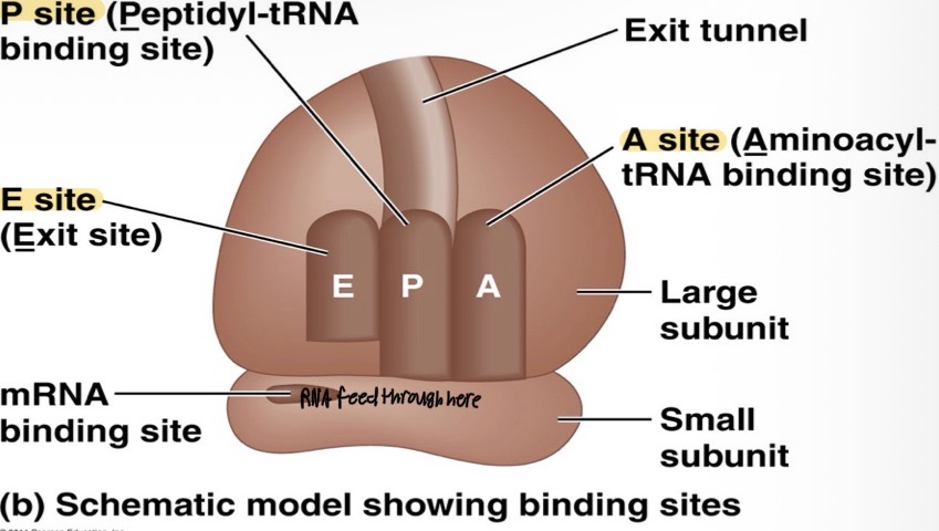 <p>APE</p><p>A site, P site, E site</p>