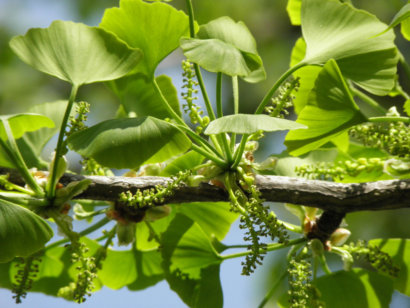 <p>Biological Origin:<strong> Ginkgo biloba L. (Ginkgoaceae)</strong></p><p>Common Name: <strong>Maidenhair tree</strong></p><p>Part used:<u> </u><strong><u>Leaves and Seeds, Roots, flowers, spikers</u></strong></p><p>Medicinal use:</p><p>• <strong><u>memory enhancement (for alzheimer’s disease)</u></strong></p><ul><li><p><strong><u>antihypertensive</u></strong></p></li></ul><p>Secondary metabolites:</p><ul><li><p><strong><u>Quinic acid, shikimic acid, malic acid</u></strong></p></li></ul>