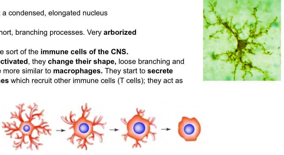 <p>Similar to astocyte sudner microscoep, phagocytic cells. Arborized, immune cells of CNS.. when activated they change shape, becoming liek macrophages and secreting cytokines to recruit other immune T cells (act as APCs (antigen presenting cells)</p>