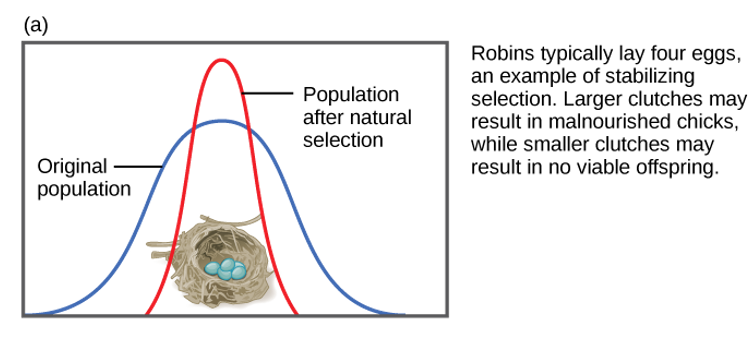 <p>-favors average, intermediate phenotypes rather than extreme variations, reducing genetic variance within a population</p>